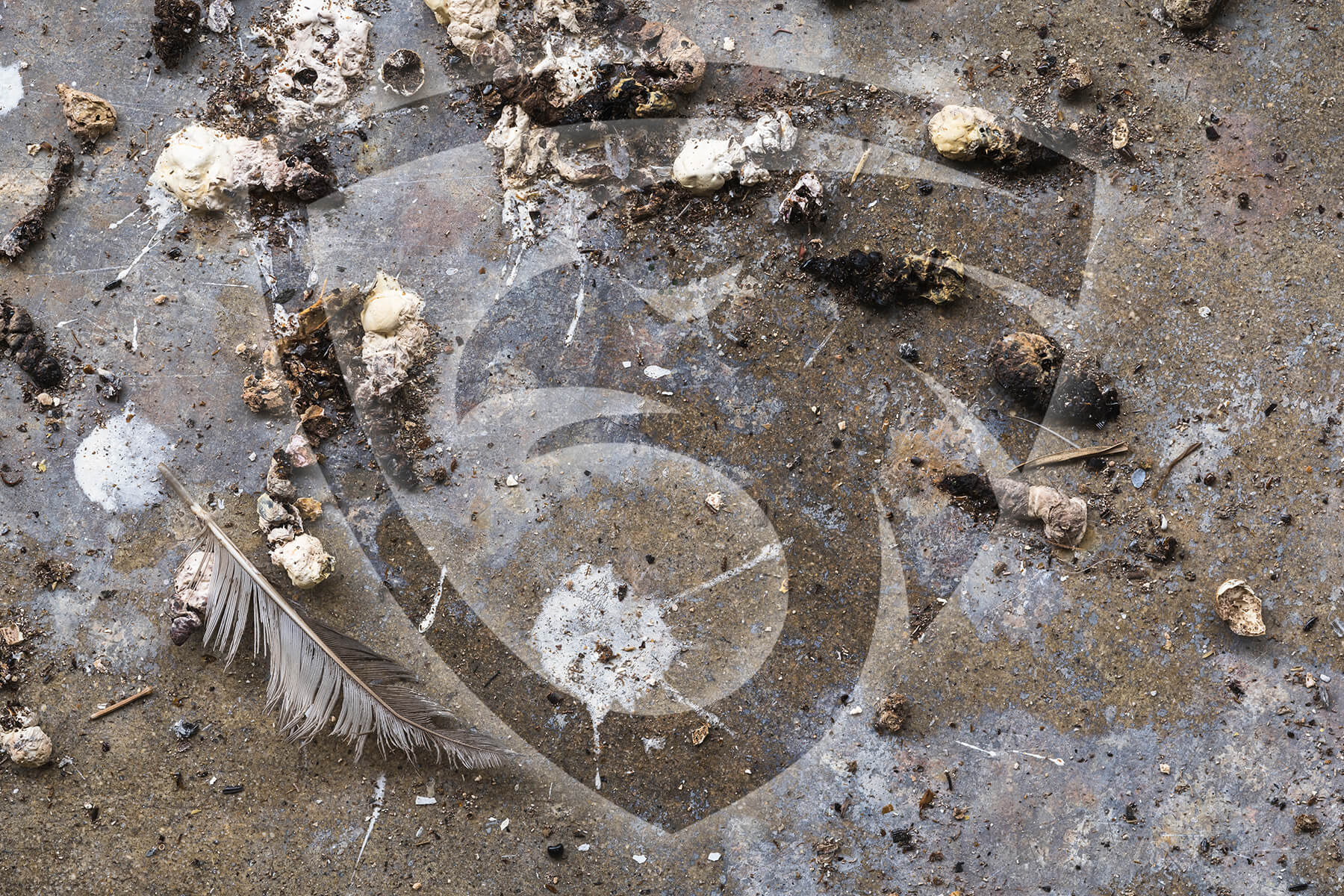 A close-up of a dirty, textured surface covered with rocks, debris, and a pigeon feather. A faint logo resembling a circular design with a stylized inner pattern is partially visible beneath the dirt, hinting at past pigeon removals in this area.
