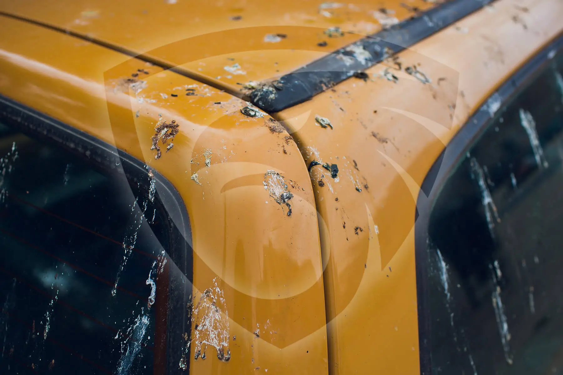 Close-up of a yellow vehicles roof covered in bird droppings and dirt. This corner section, a prime candidate for Pigeon Removals, highlights the messs extent. The weathered paint adds to the neglected vibe.